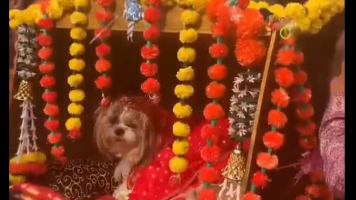 Band, Baaja, Doli For Dog And His 'Paw'dorable Dulhan