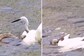 Watch: Snake And Bird Involved In Ferocious Fight; Internet Can't Predict a Winner