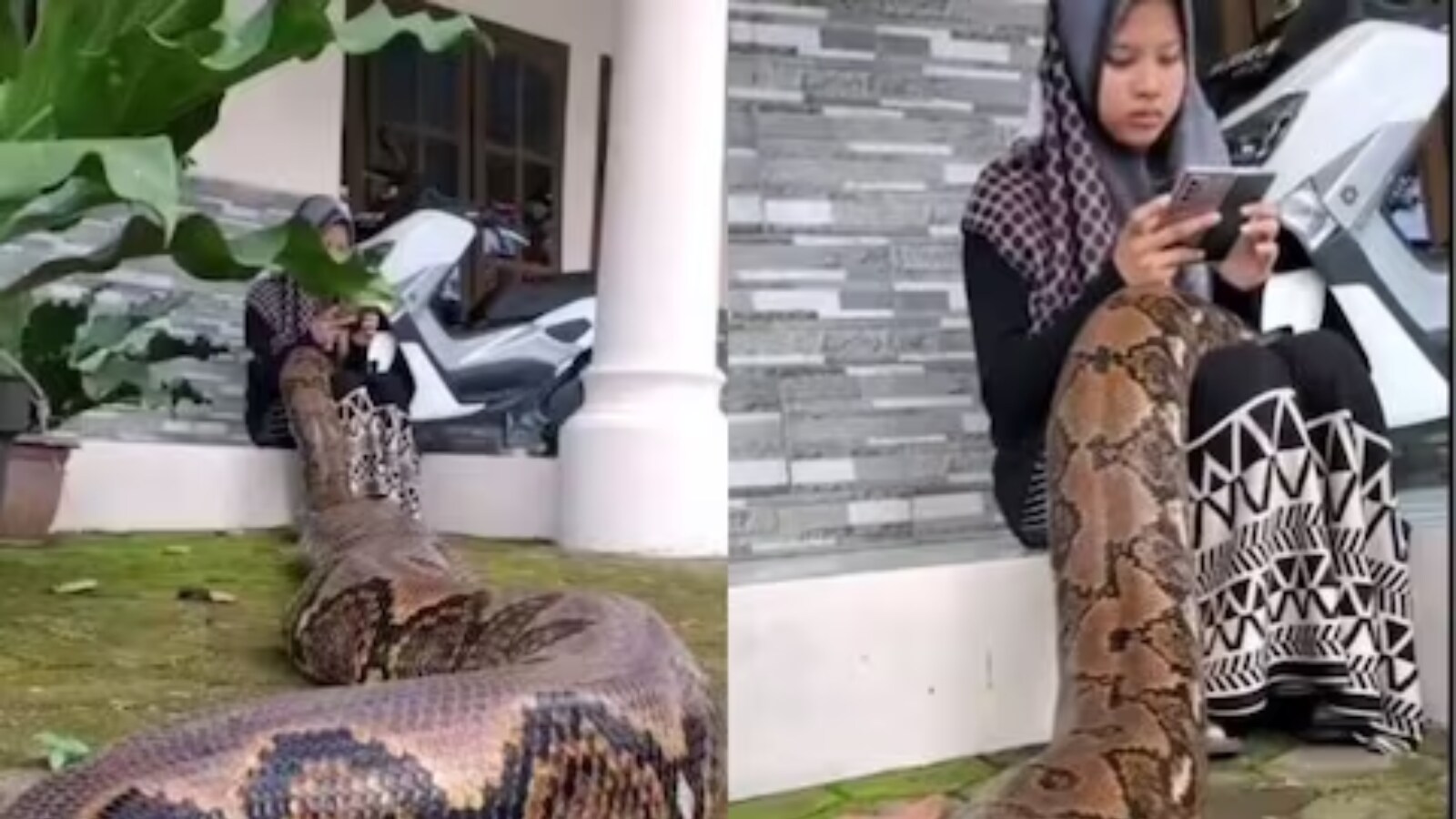 Viral Video Of Python Crawling On Woman’s Lap Is Too Scary To Watch
