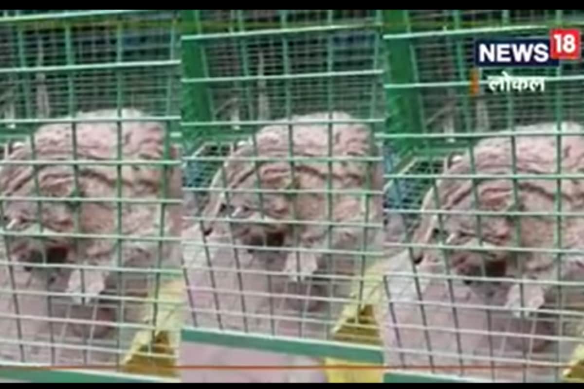 Villagers Capture Fishing Cat Mistaking It for a Leopard; Here’s What Followed