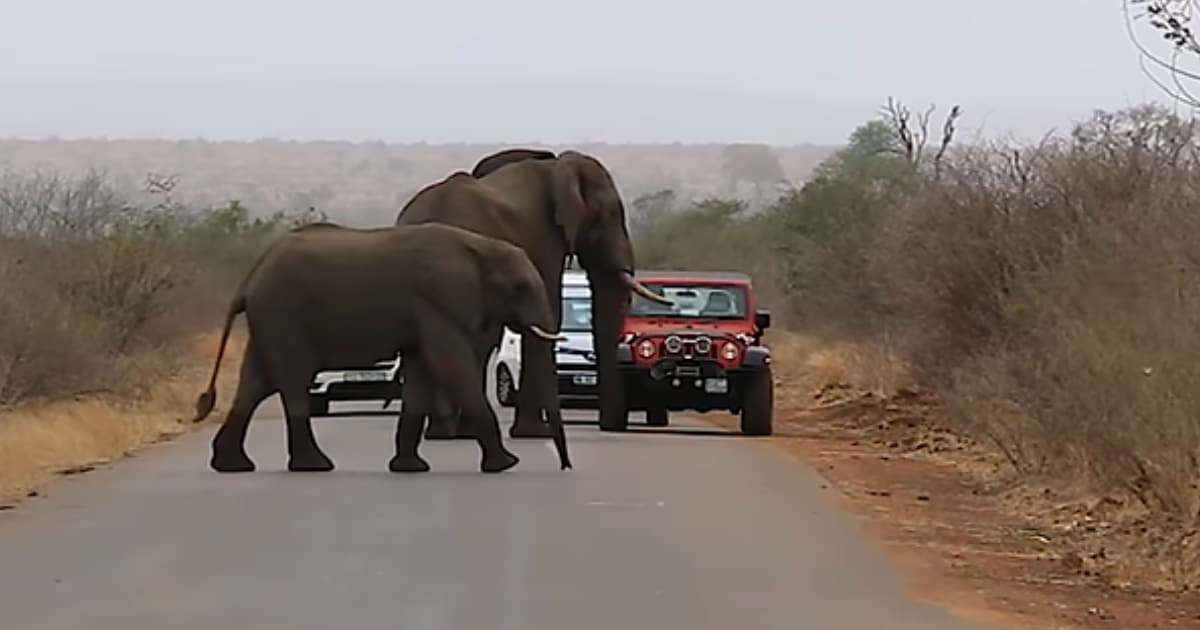 Watch: Elephant Blocks Cars On The Road, And Then …