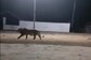 Now, Who's The Boss? Street Dogs Chase Away Lion In Gujarat