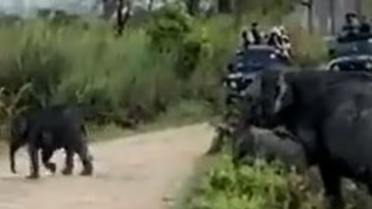Video Of Twin Elephants Crossing Road With Their Mama Is Viral For Being Too Rare - Vimarsana News