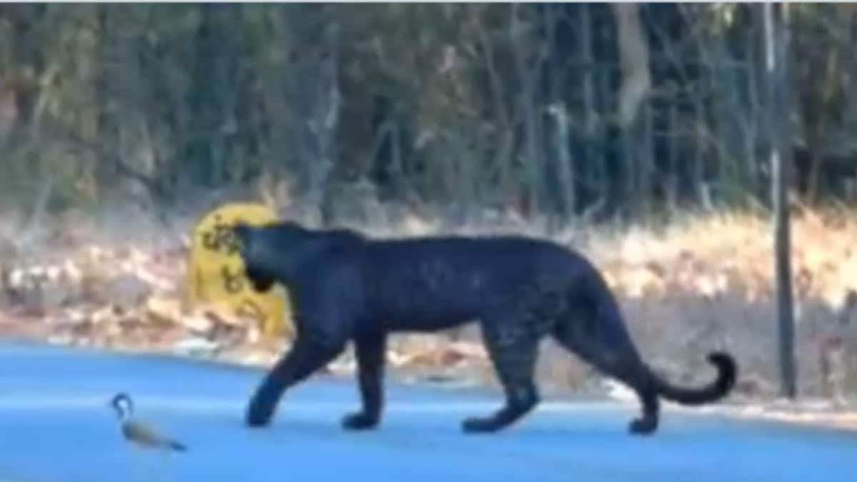 Just A Black Leopard Teaching Us How To Cross A Road