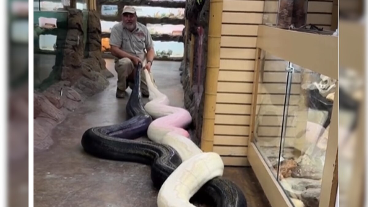 Man Pulls Two Giant Pythons By Their Tails In A Viral Video - News18