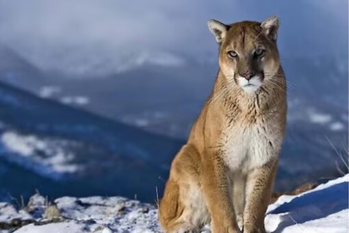 The mountain lion backed off after a loud cry by the couple.