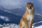 Mountain Lion Attacks Colorado Couple Relaxing In Hot Tub
