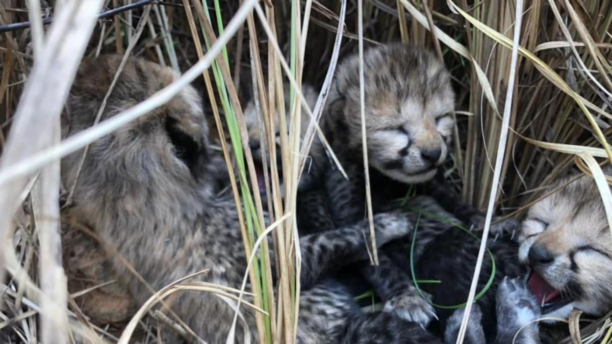 'An Adorable Sight': Mama Cheetah With Her Cubs In Madhya Pradesh's Kuno National Park