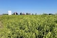 Australian Woman Describes Ordeal After Crashing into 'World's Most Dangerous' Plant