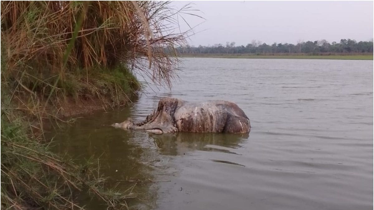 Assam: Rhino Carcass Found With Horn Missing, First Poaching Case at Kaziranga National Park in 2023