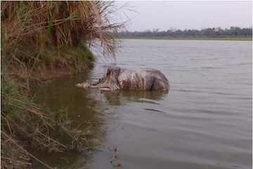 PM hails Assam's effort to stop rhino poaching