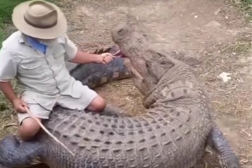 Watch: Man Rides A Crocodile And Feeds Him A Piece Of Meat, Internet 