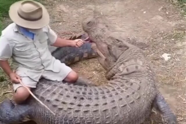 Watch: Man Rides A Crocodile And Feeds Him A Piece Of Meat, Internet ...