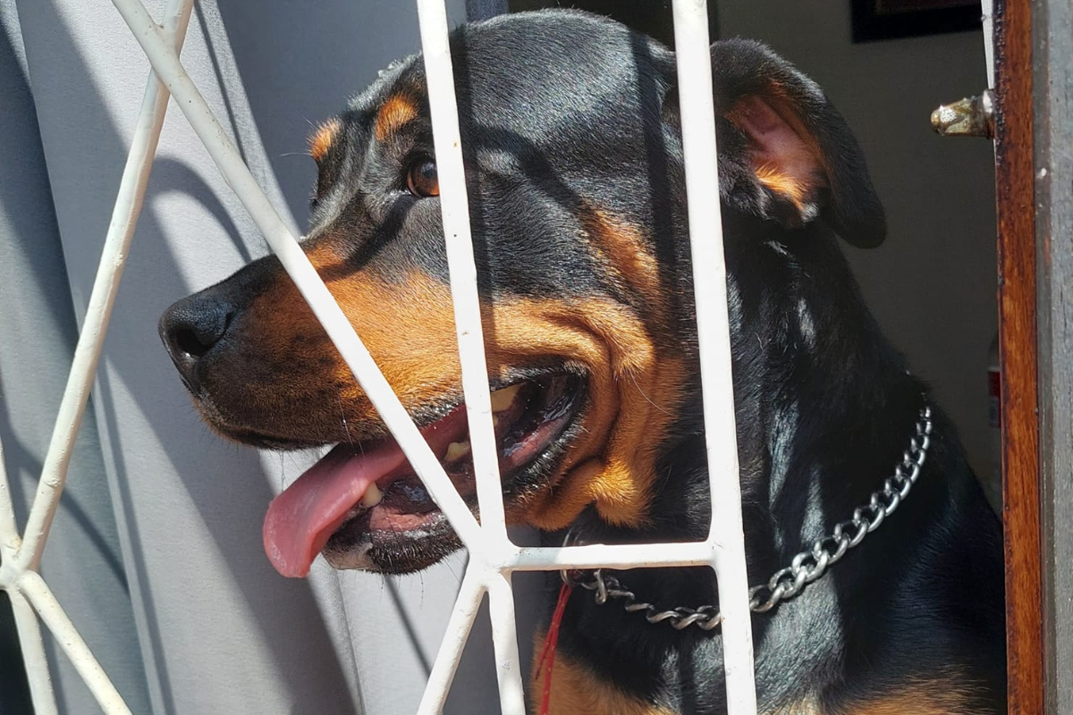 Rottweiler Saves Owner From Deadly Snake Hiding Under Couch - News18