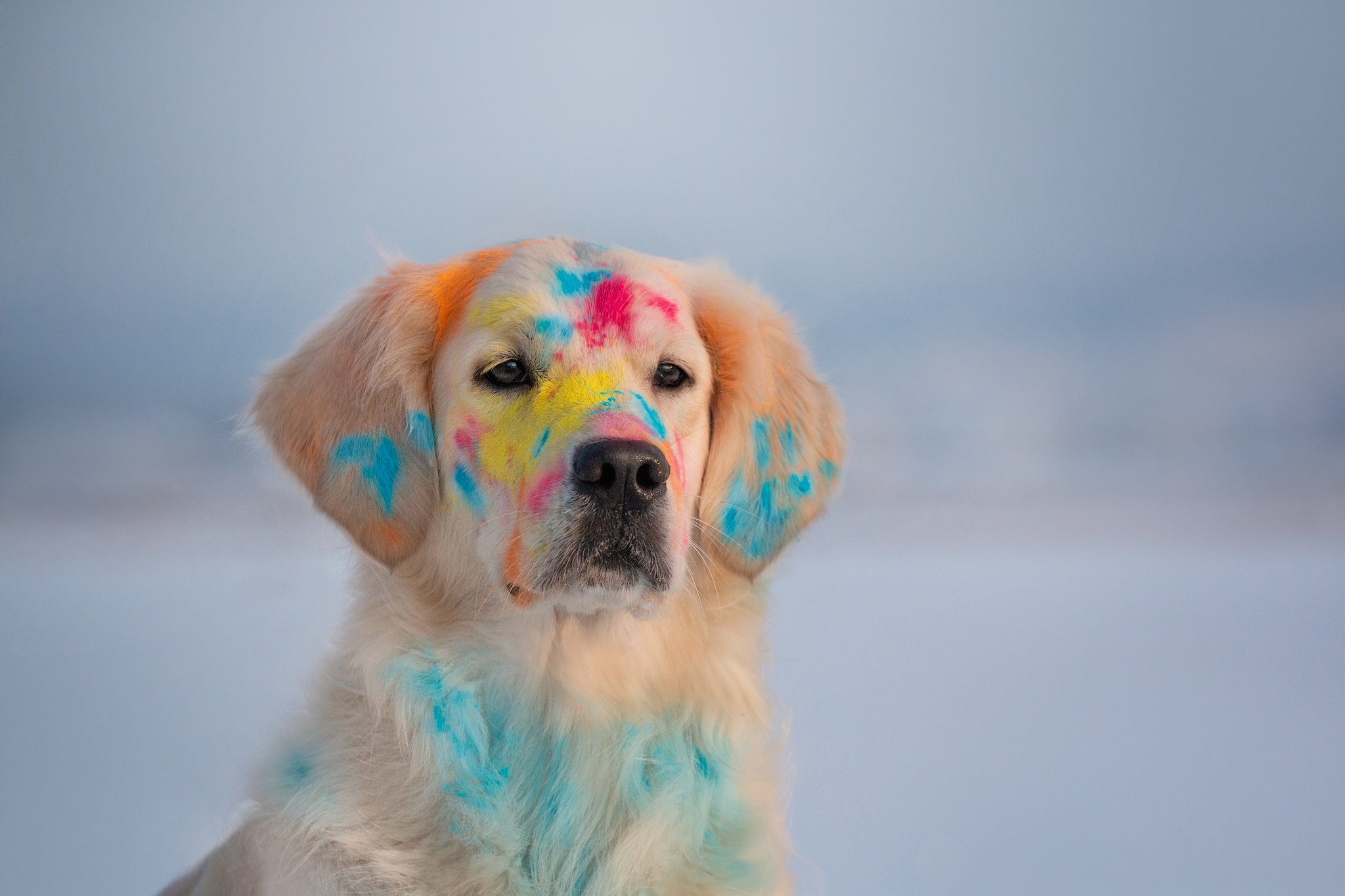 Holi dog 2025