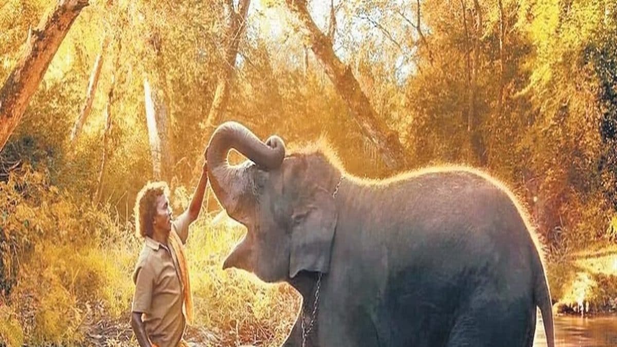 Days after Oscar for The Elephant Whisperers, Bomman And Bellie Get Another 'Trunk Call'