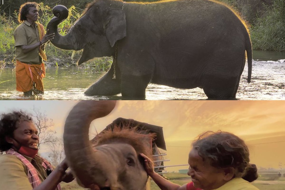 'The Elephant Whisperers' Wins at Oscars 2023, Indian Twitter Roars