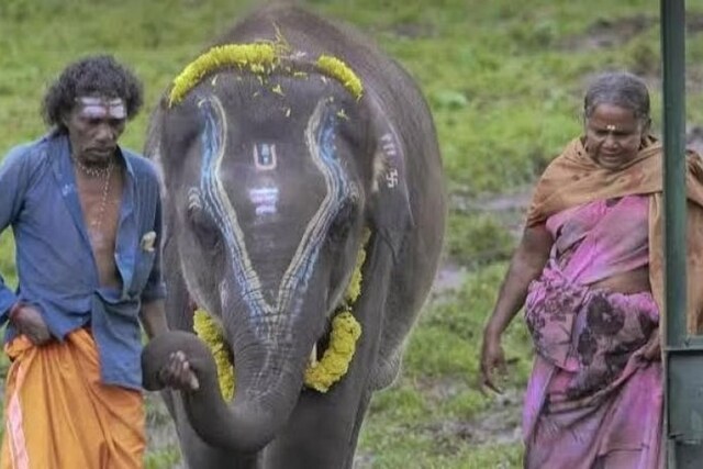 ‘World Today is Acquainted with Us’: ‘The Elephant Whisperers’ Couple ...