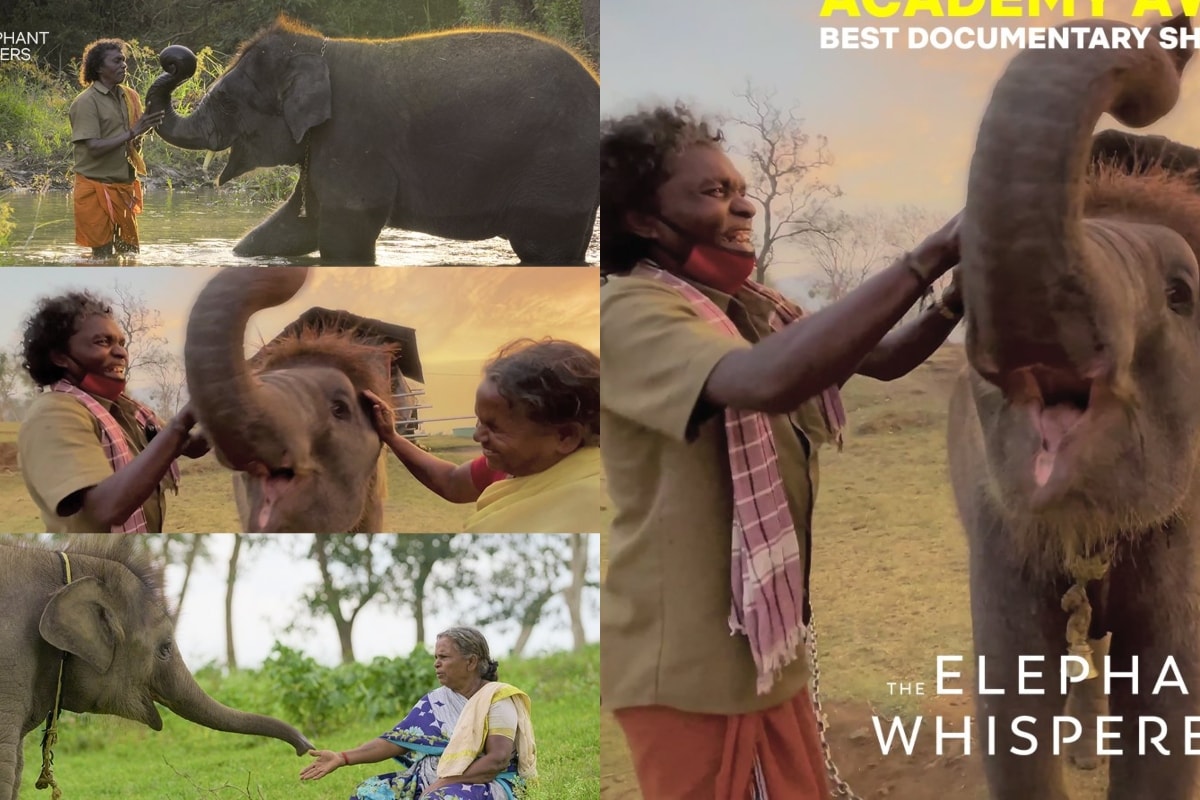 The Elephant Whisperers’ Bomman-Bellie Surprised By Recognition At Oscars, Say ‘We Didn’t Except This’