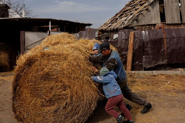 Ukrainian farmers store heaps of grain at a grain storage yard (Image: Reuters)