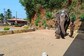 Video Of Elephant Playing Football At Karnataka Temple Goes Viral