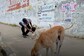Guwahati High Court Lifts Ban on Dog Meat in Nagaland, Traders Welcome Verdict But Animal Activists Express Concern