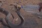 Watch: Man Offering Water To Two Thirsty Yet Furious Cobras Wins Hearts