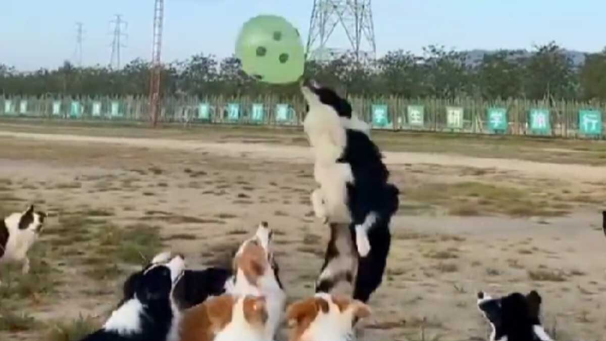 We Have Everyone's Favourite Furballs Playing With A Balloon; Courtesy: Nagaland Minister - Vimarsana News