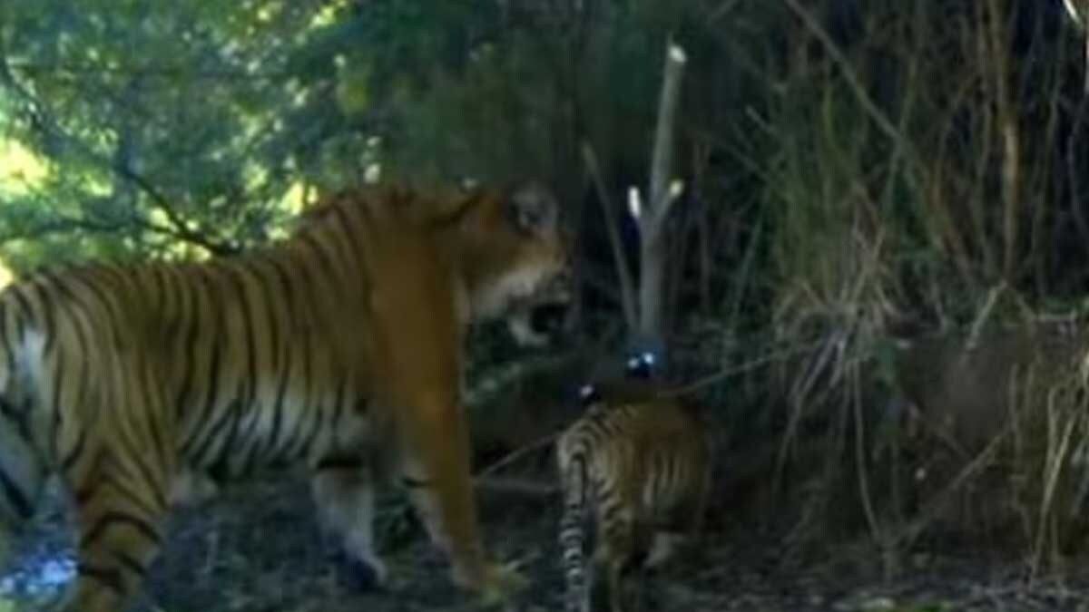 Have You Seen This Adorable Video of a Tigress With Her Two Cubs?