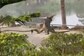 ‘Normal Day at IIM Calcutta’: Woman’s Video of Monitor Lizards Fighting in Campus Confuses Internet