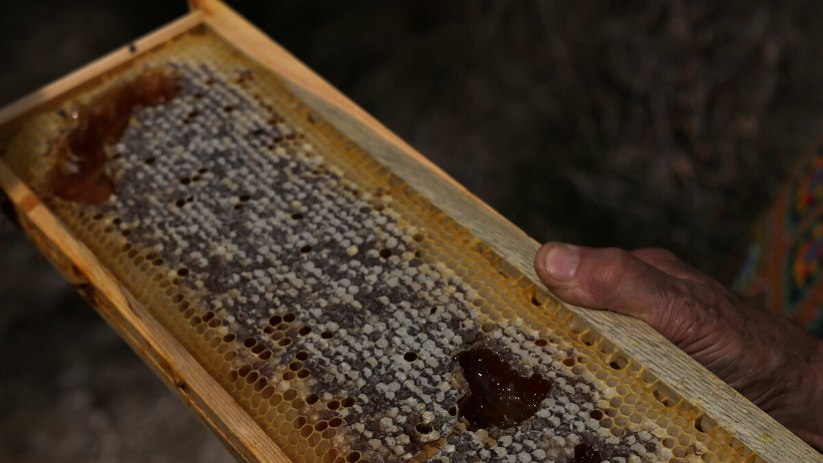 Telangana: Woman Techie Leaves Job to Become Beekeeper, Earns Rs 2 Crore Annually