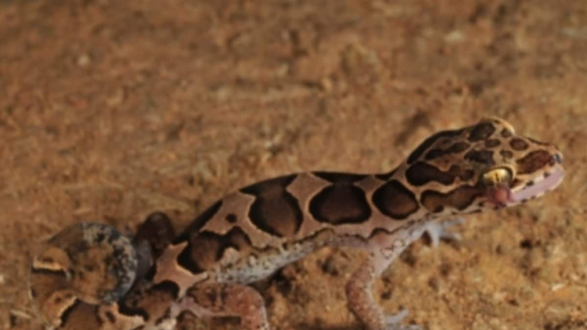 New Species of Bent-toed Gecko Discovered in North Kerala - Vimarsana News