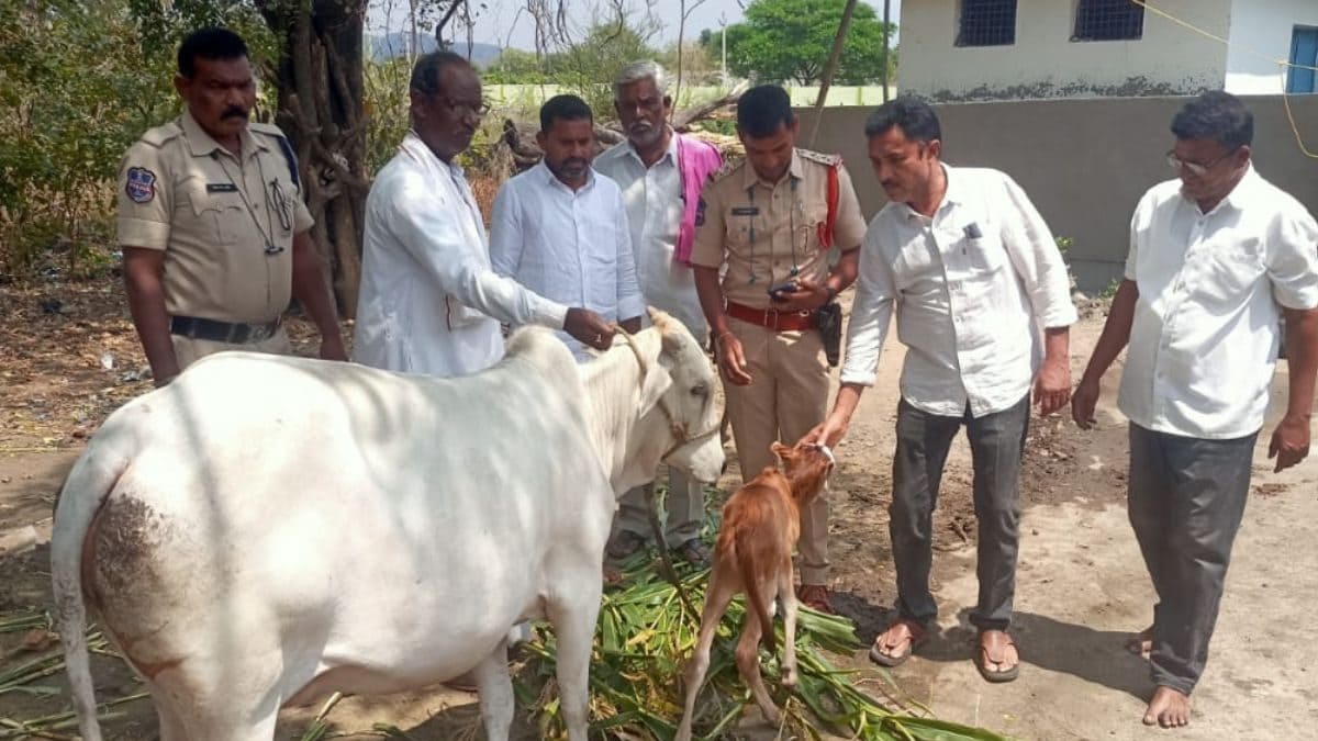 Telangana Finance Minister Sends Cow as Gift to Man Walking 10 km Daily to Feed Milk to Infant Daughter