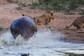 Who Is 'The King Of The Jungle Now?' Angry Hippo Scares Lion Away