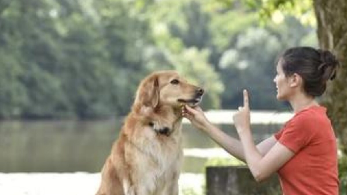 8 Essential Tips For First-Time Dog-Owners To Train The Pet