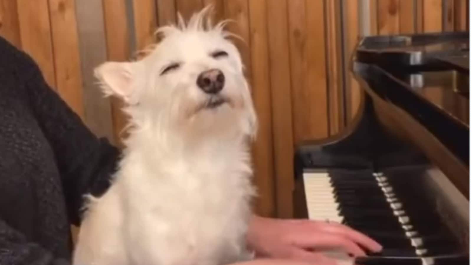 Viral: Video Of Dog Calmly Listening To Piano
