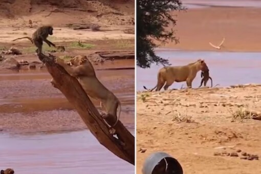 Watch: Lionesses Mercilessly Kill a Baboon; Video Goes Viral