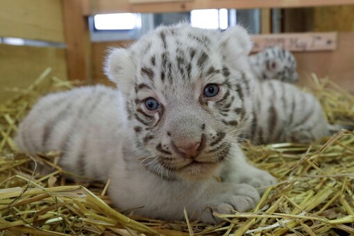 
Conservation group World Wildlife Fund (WWF) describes white tigers as a genetic anomaly, with none known to exist in the wild. (Photo Credit: Reuters)

