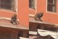 Viral Video: Monkey Taking Away Puppy in Jaipur Market Has Desi Twitter Wondering 'Second Gangwar?'