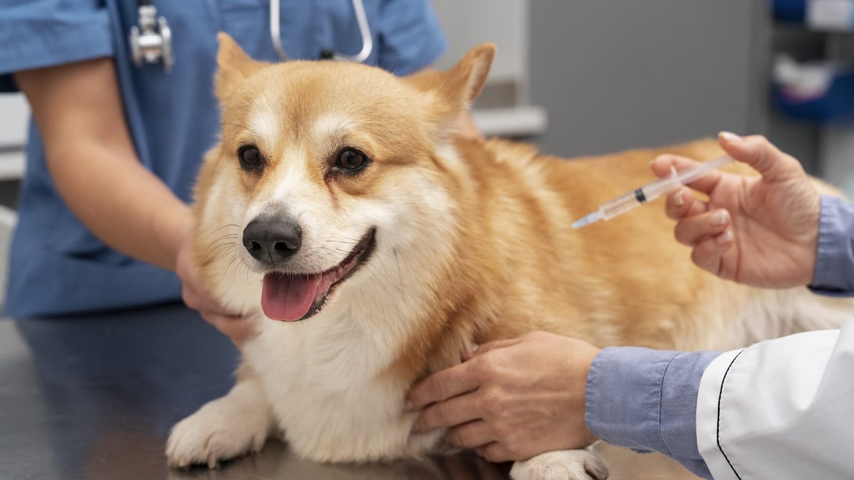 National Vaccination Day 2023: 4 Reasons Why Vaccination Is Important for Pets