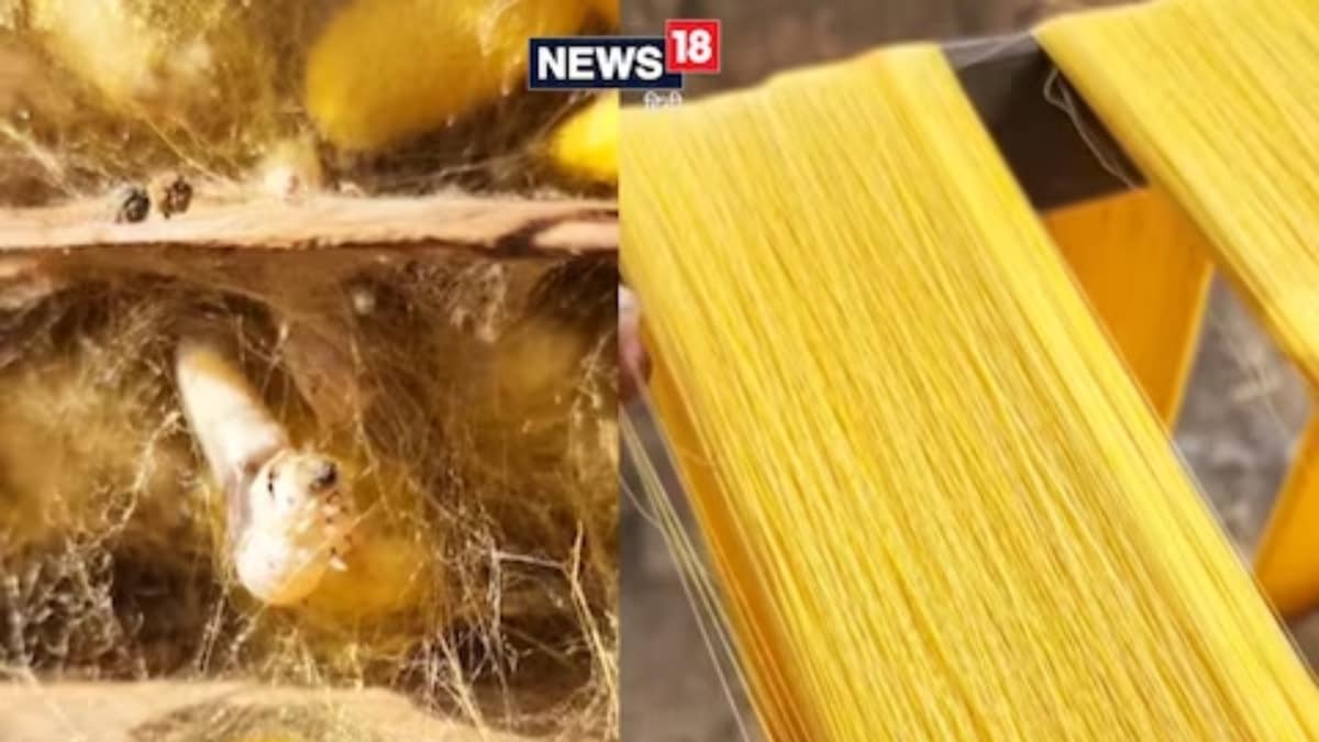 Ever Wondered How Silk Is Made? Well, Let's Find Out Here News18