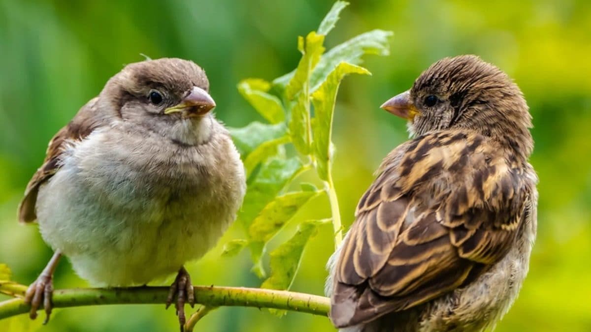 World Sparrow Day 2023: Theme, History, Significance and Quotes - News18