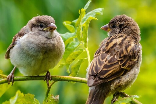 World Sparrow Day 2023: Theme, History, Significance and Quotes - News18