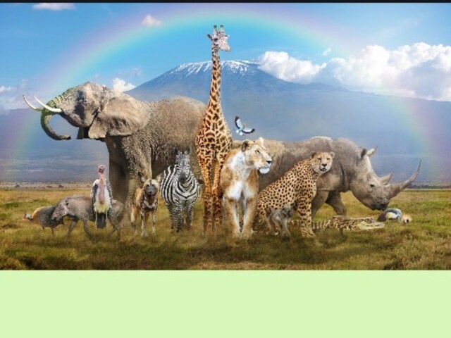 World Wildlife Day 2023: Wishes, Quotes, SMS, Greetings and Slogans to