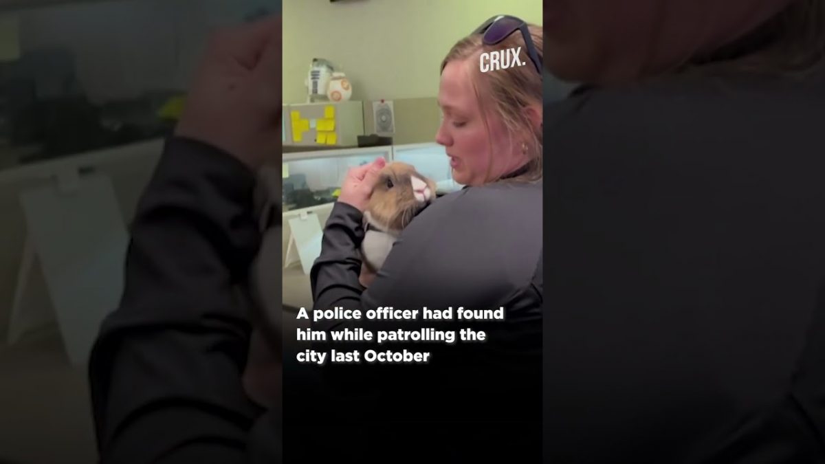 Rabbit Joins Police Force In California - News18