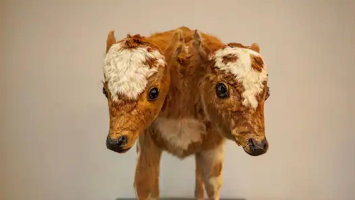 2-Headed Mutant Calf Born In Nevada In A Rare 1-in-2,500 Chance - News18