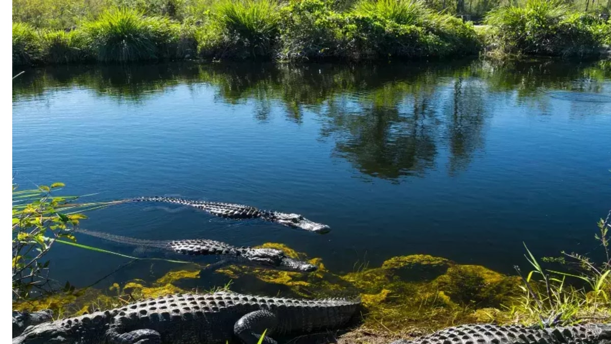 4-Foot-Long Crocodile Enters Madhya Pradesh Village, Rescued By Officials