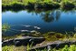 Cambodian Man Killed by 40 Crocodiles After Falling in Enclosure