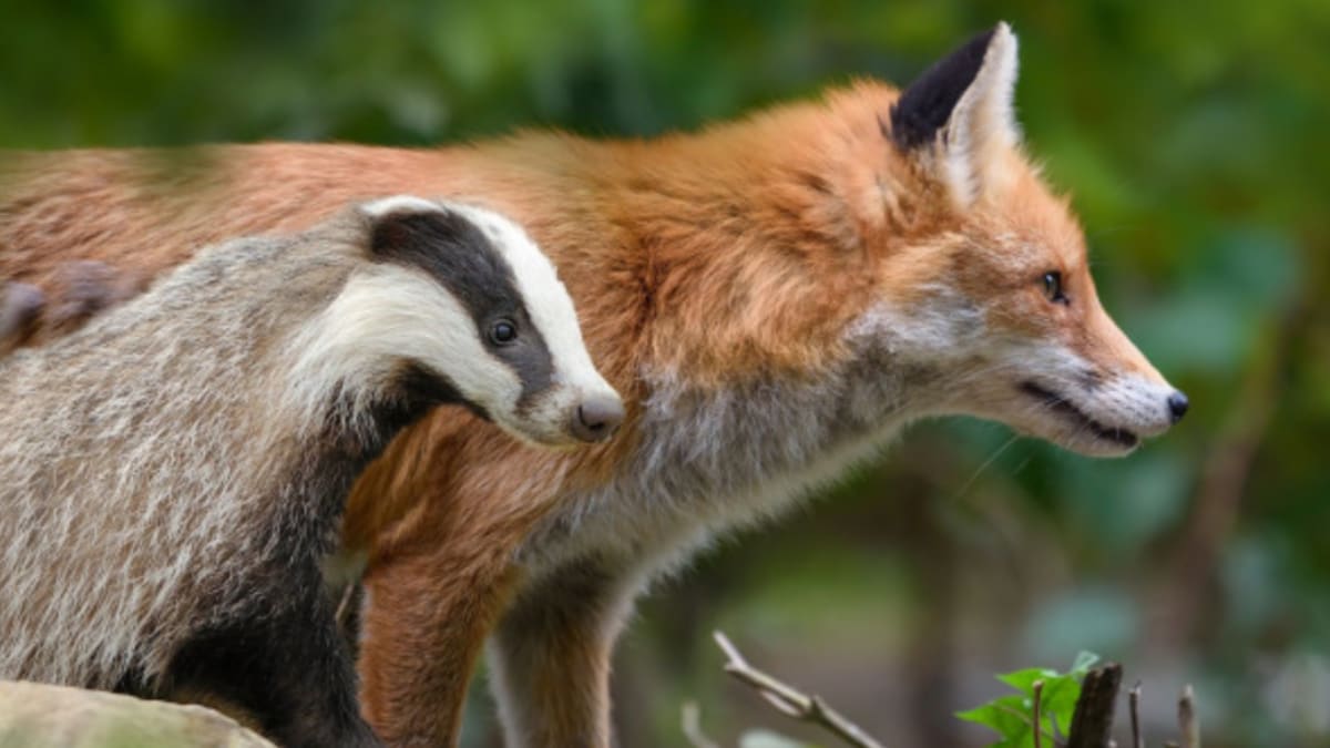 Why Are Animal-to-human Diseases On the Rise? - Vimarsana News