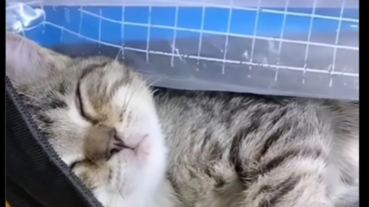 Watch: Sleepyhead Cat Ends Up In School Student's Backpack - Vimarsana News